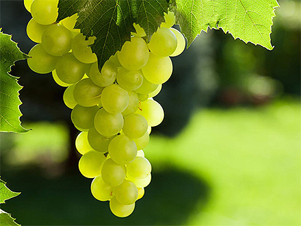 產(chǎn)品展示標題四